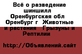 Всё о разведение шиншилл - Оренбургская обл., Оренбург г. Животные и растения » Грызуны и Рептилии   